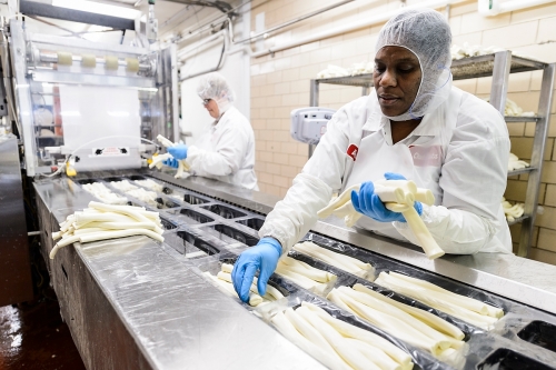 Two workers in sanitary attaire packaging cheese