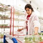Staff member works in the Wisconsin Crop Innovation Center at the University of Wisconsin–Madison.
