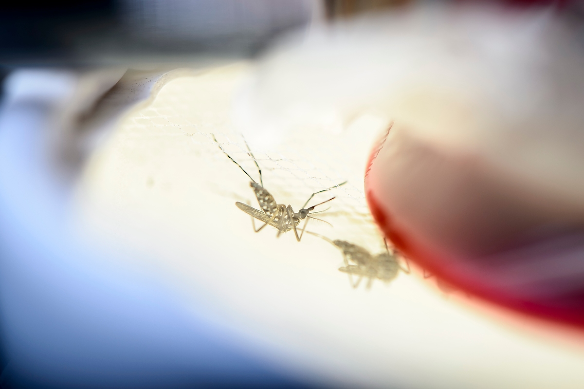 Magnified image of a mosquito being viewed under a microscope