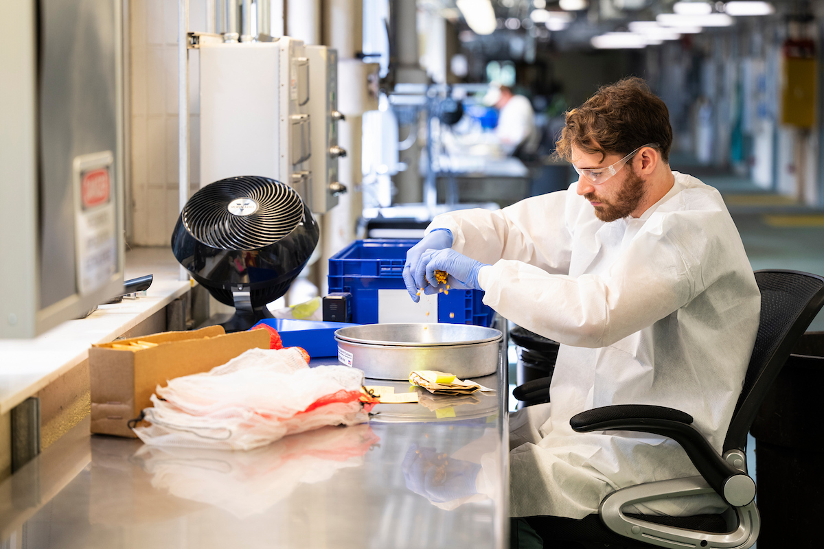 A person wearing a white lab coat and safety glasses is seated at a stainless-steel table. They are sorting and packaging samples of corn plant kernels.